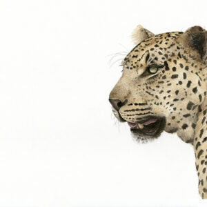 Limited edition fine art print of a Leopard by Abi Naude