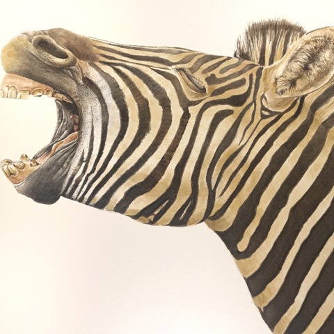 Watercolour Zebra