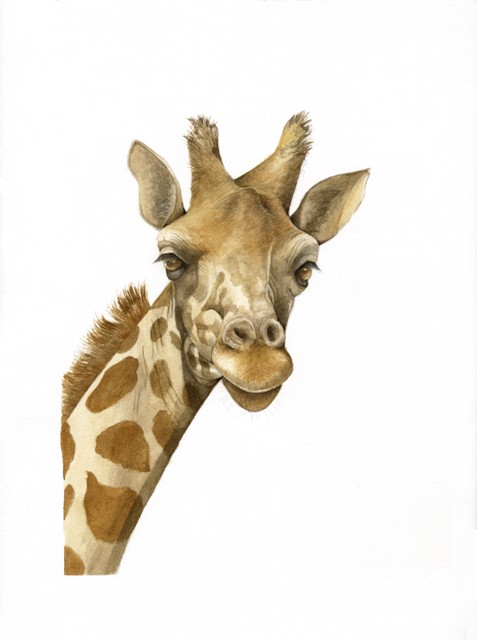 Watercolour Giraffe