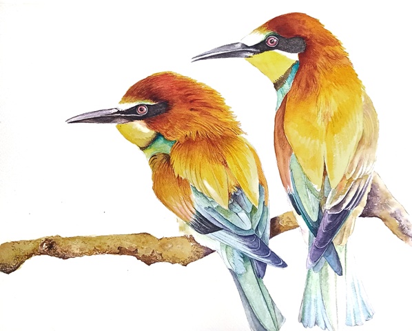Original Watercolour of Bea Eater Birds