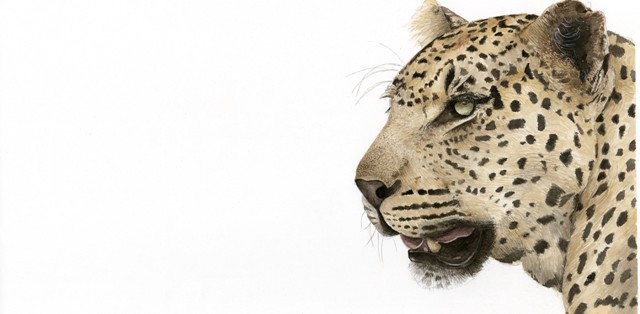 Watercolour Leopard
